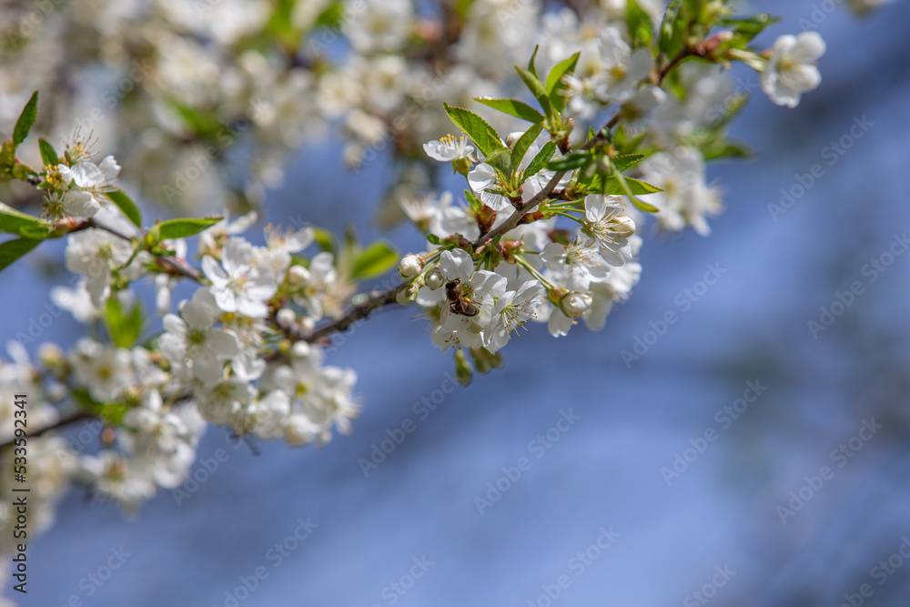 A bee collects pollen from cherry blossoms. Blooming cherry branches in the garden. White flowers against the sky. A bee collects pollen from cherry blossoms. Blooming cherry branches in the garden. White flowers against the sky.