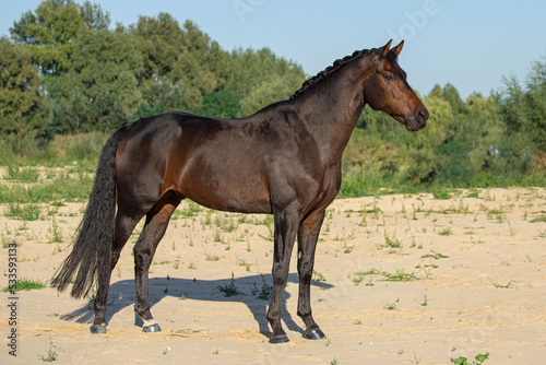 Thoroughbred bay horse posing on a sandy beach. A young stallion without ammunition.