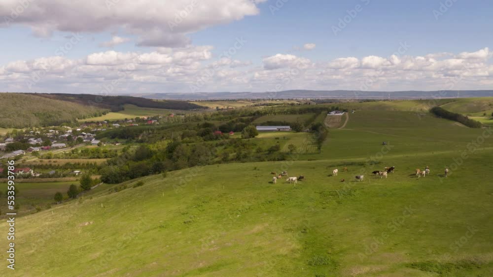 Circling aerial hyperlapse of cows grazing on an open field with fast moving clouds