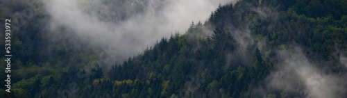 Amazing mystical rising fog forest trees landscape in black forest ( Schwarzwald ) Germany panorama banner - Dark mood