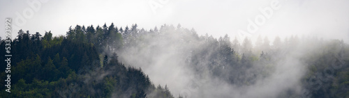 Amazing mystical rising fog forest trees landscape in black forest ( Schwarzwald ) Germany panorama banner - Dark mood © Corri Seizinger