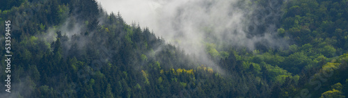 Amazing mystical rising fog forest trees landscape in black forest   Schwarzwald   Germany panorama banner - Dark mood