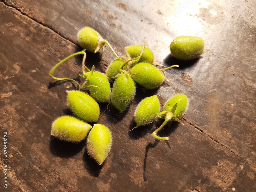 Green chickpeas pod. chickpea is an annual legume of the Fabaceae