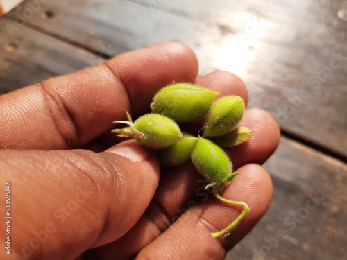 Green chickpeas pod in the plant. chickpea is an annual legume of the Fabaceae family. Chickpea seeds are high in protein. Its other names Bengal gram,garbanzo,garbanzo bean, Egyptian pea. 