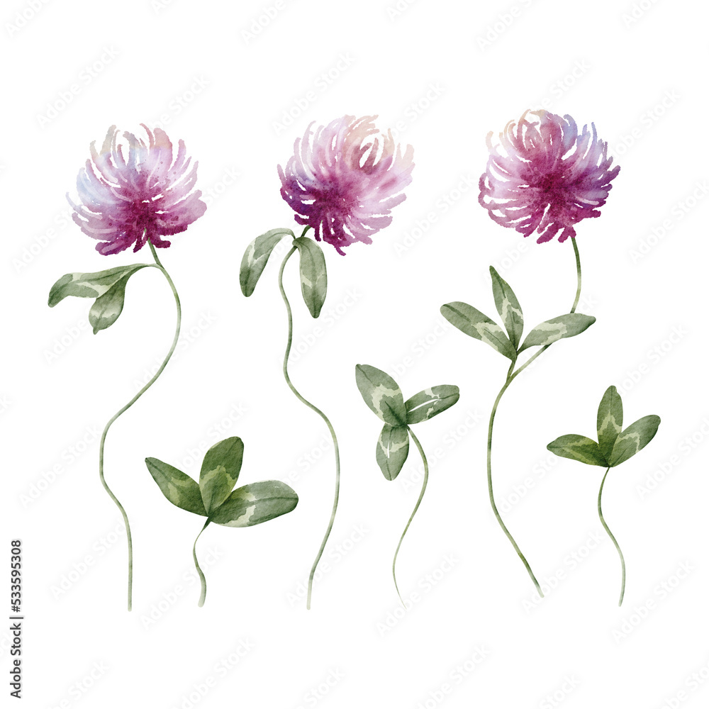 Watercolor floral illustration – Wildflowers