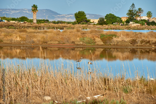 water birds in the WWF reserve of the Saline di Trapani in Sicily