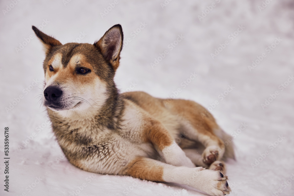 Close up of lonely homeless dog lying on white snow at a winter cold day. Animal care, adoption, shelter concept Close up of lonely homeless dog lying on white snow at a winter cold day. Animal care, adoption, shelter concept