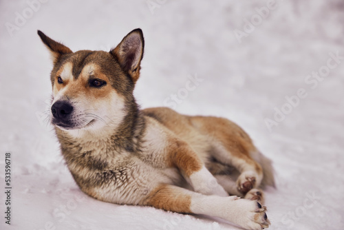 Close up of lonely homeless dog lying on white snow at a winter cold day. Animal care, adoption, shelter concept © oleg_ermak