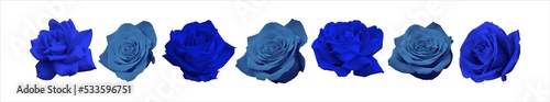 Collection of blue roses in close-up isolated on white background