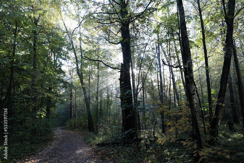 Fog in the autumn forest in the early morning