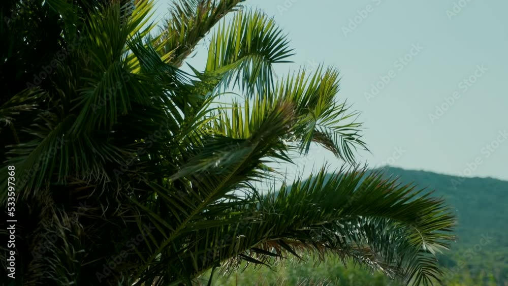 Coconut palm trees crowns against blue sunny sky perspective view from the ground. Coconut palm trees crowns against blue sunny sky perspective view from the ground.