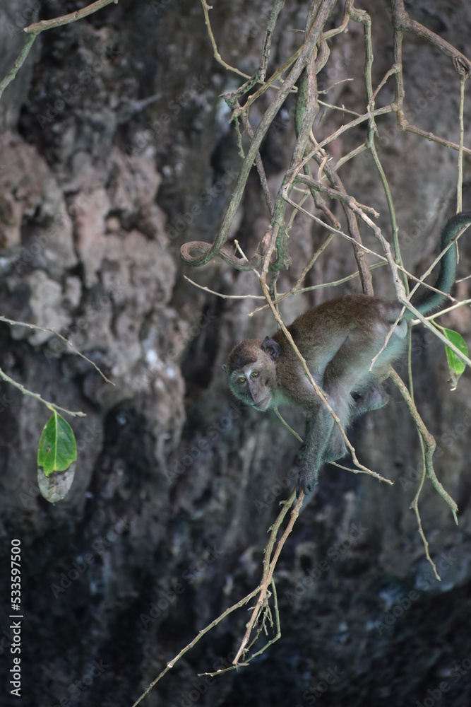 Fototapeta premium Singe qui escalade
