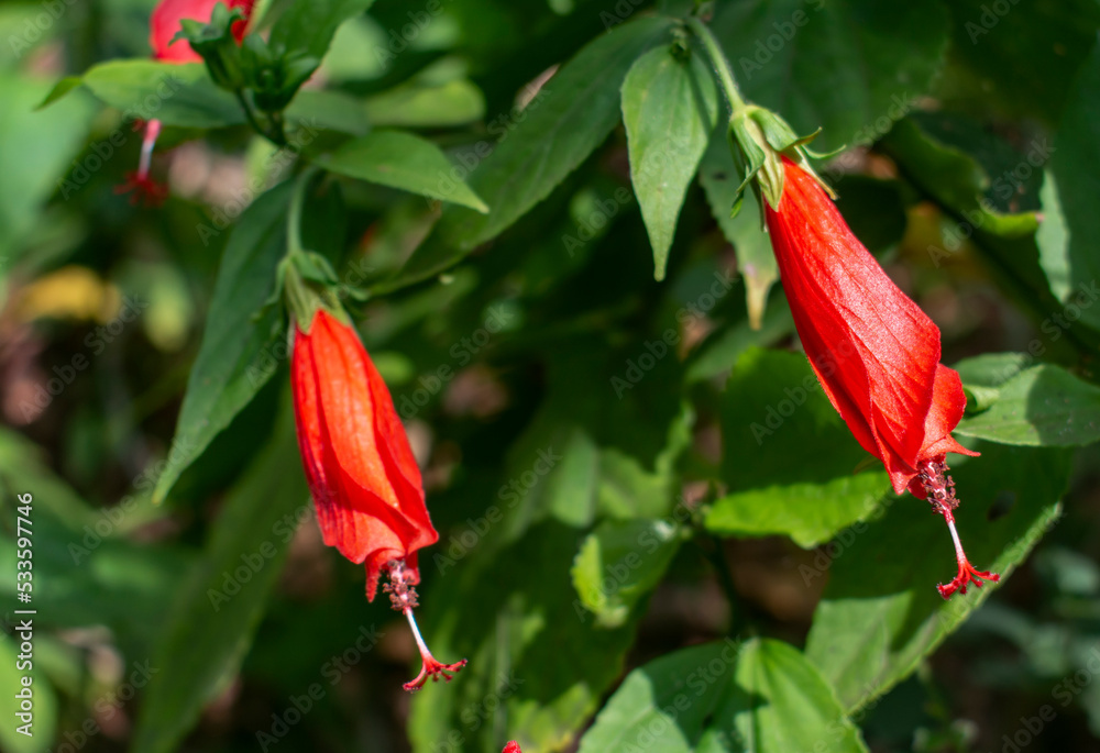 hibiscus flower before blooming hibiscus flower before blooming