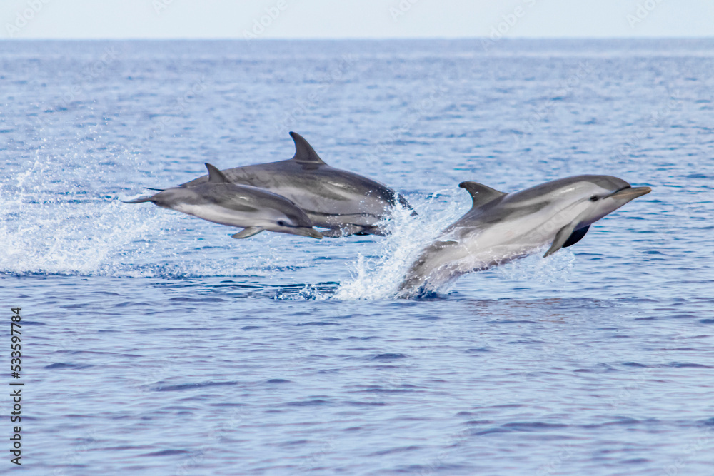 Fototapeta premium DAUPHINS 
