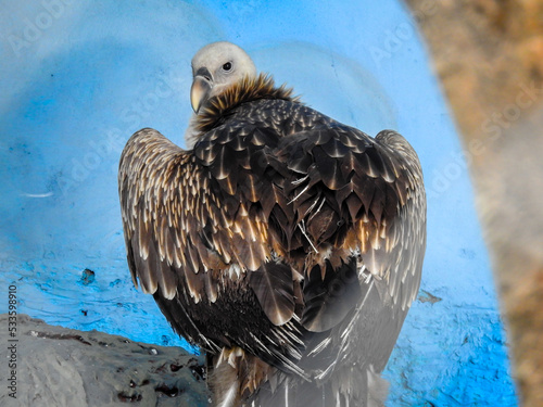 The Himalayan vulture (Gyps himalayensis) or Himalayan griffon vulture at the Dehradun city zoo. Uttarakhand India. photo