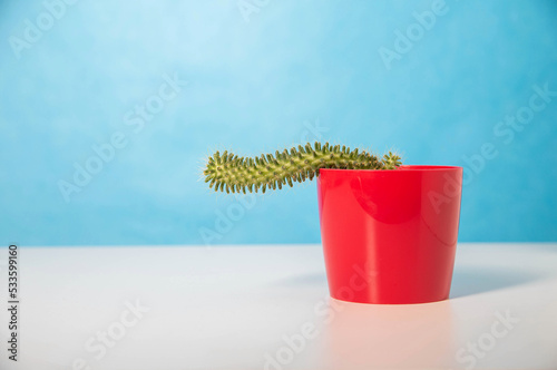 Red pot with cactus on a blue background. The concept of male problems in the genital area and urology. Weak erection and libido  hormonal failure. Copy space for text