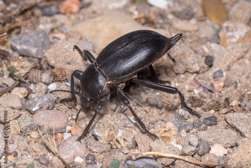 Darkling beetle Blaps lusitanica standing in defense position under the sun photo