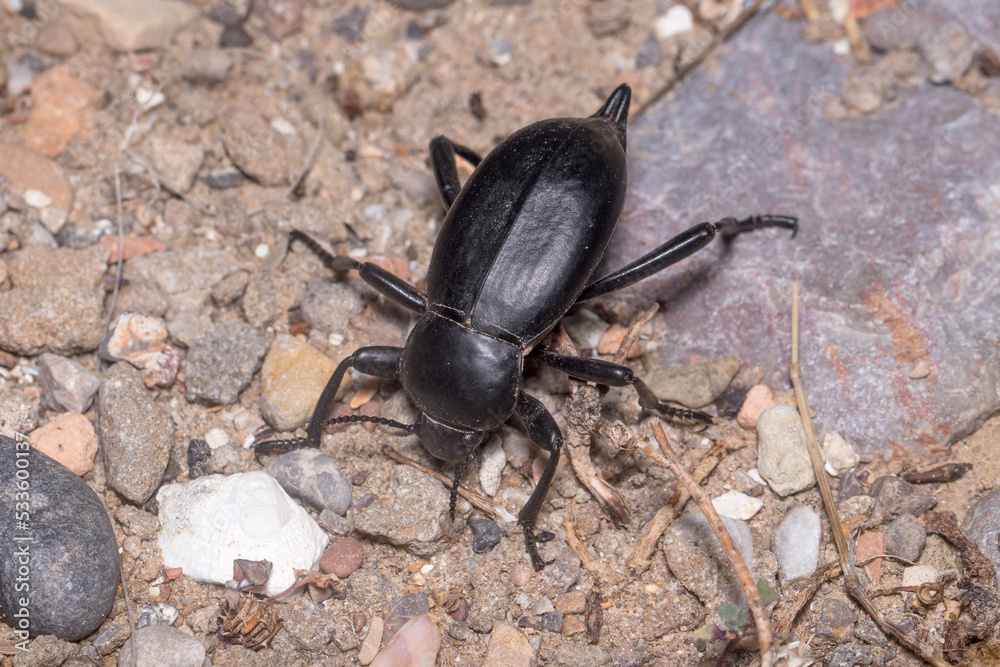 Darkling beetle Blaps lusitanica standing in defense position under the sun