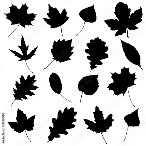Png leaves. Graphic illustration isolated on white background.