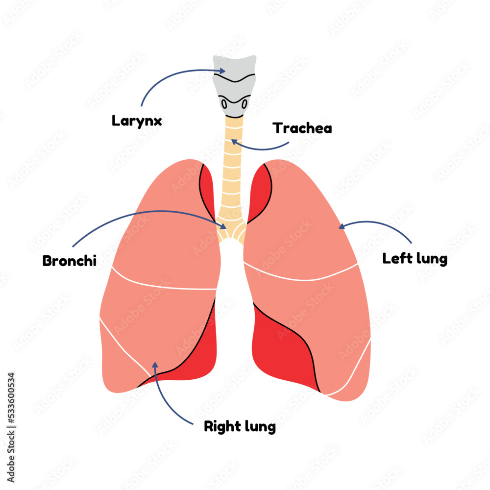 Diagram of human lungs in flat line vector style. Scheme of internal ...