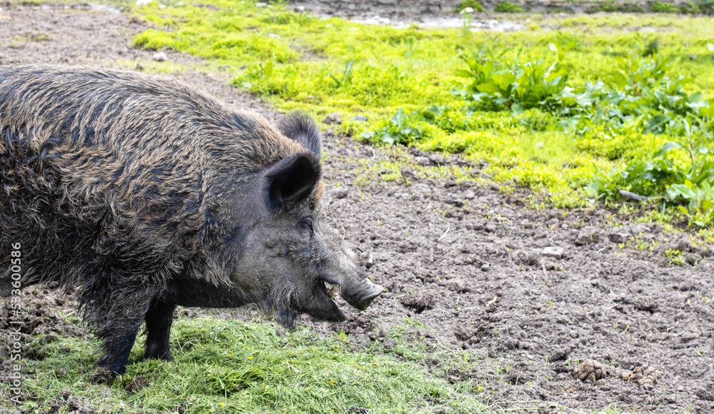 Big black wild boar with open mouth in nature. Danger to humans, forest animal. Copy space for text