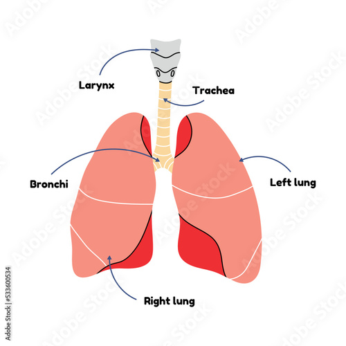 Diagram of human lungs in flat line vector style. Scheme of internal organ, cartoon illustration, medicine, biology, physiology. Health, human, breathing, structure, system, bronchi, trachea, body.