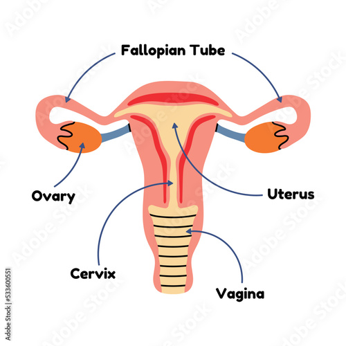 Anatomy female genital organ, diagram of uterus in flat line vector style. Educational scheme, medicine, biology, physiology. Cervix, ovary, health, vagina, gynecology, reproductive system, cartoon.