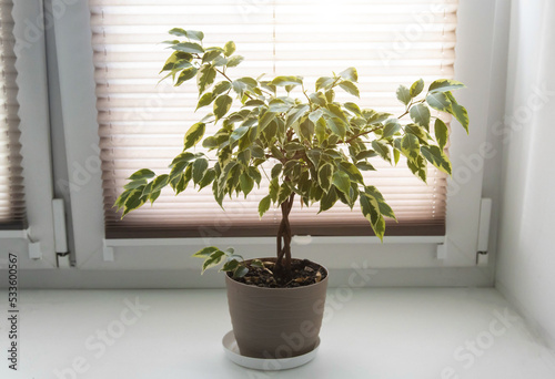 A beautiful ficus flower grows in a pot on a windowsill window at home. house plants, botanical. Close-up