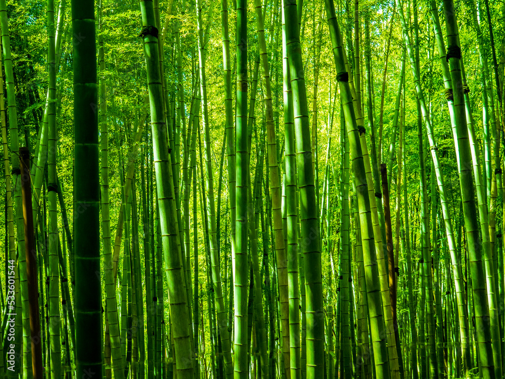 bamboo forest near black sea coast bamboo forest near black sea coast