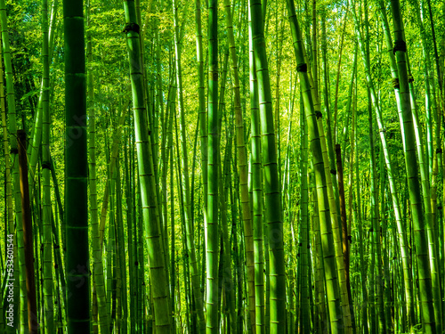 Fototapeta Naklejka Na Ścianę i Meble -  bamboo forest near black sea coast
