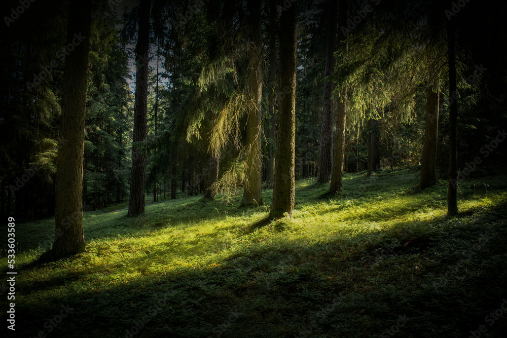 Liebevoller Wald in den Morgenstunden mit Sonnenlichtern 