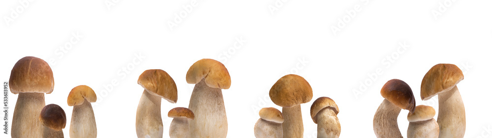 Forest mushrooms / Boletus edulis (king bolete) / penny bun / cep / porcini / mushroom isolated PNG. Forest mushrooms / Boletus edulis (king bolete) / penny bun / cep / porcini / mushroom isolated PNG.