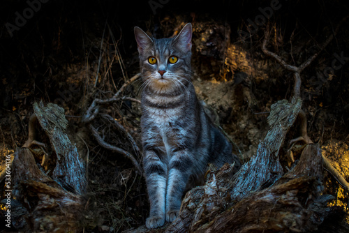 Grau getigerte Katze thront in einer Baumhöhle im Wald in dunkler natürlicher Umgebung