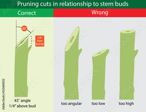 illustration of biology and gardening, Pruning cuts in relationship to stem buds, Basic Principles of Pruning Plants, Shrub Pruning Dos and Don'ts