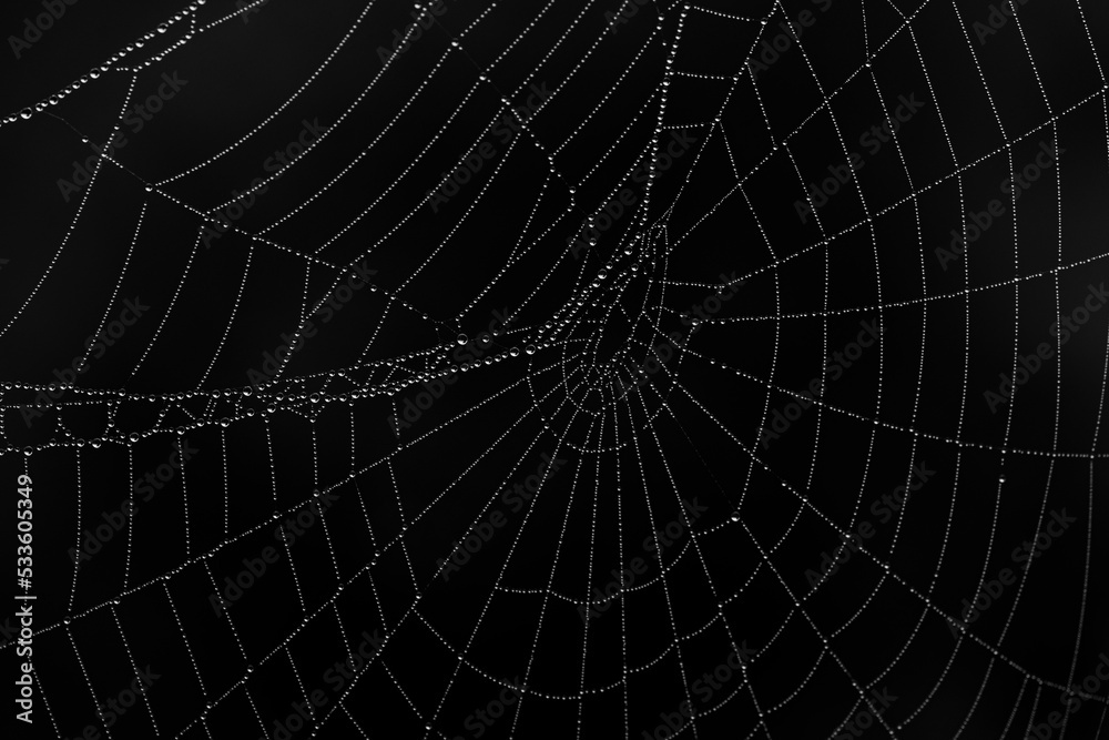 Close-up of a spider web with dew drops isolated from a black background Close-up of a spider web with dew drops isolated from a black background