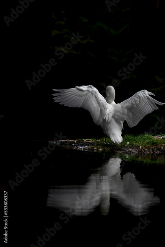 Swan with open wings over the lake