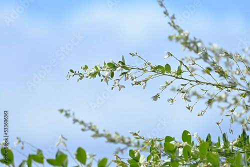 White bush clover ( Lespedeza japonica ) flowers Fototapet