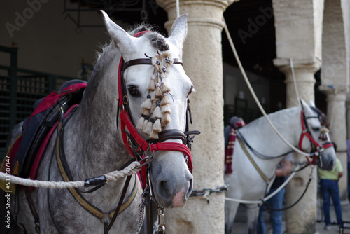 Portrait d'un cheval gris pommelé