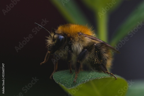 Bumblebee,Bombus (Pyrobombus) hypnorum resting on a leaf