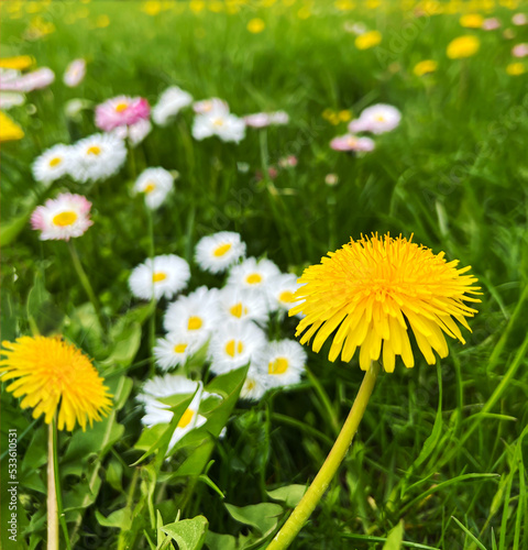 Green meadow and dandelion flowers. Spring nature background.