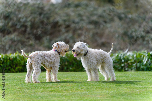 two dogs playing in the grass