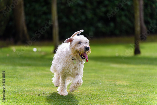 soft coated wheaten terrier running