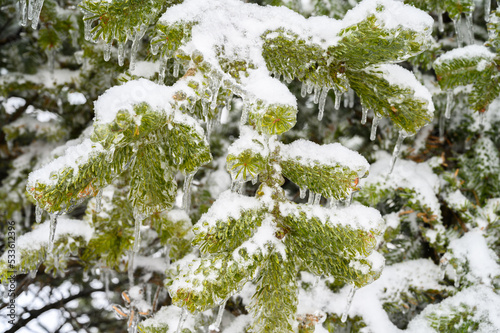 Tree branches are covered with a crust of ice after icy rain. Natural disaster.