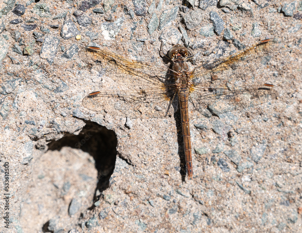 Dragonfly on a wall. Selective focus. Dragonfly on a wall. Selective focus.