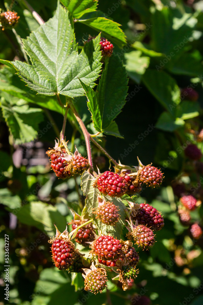 ripe and unripe blackberries on the bush with selective focus. Bunch of berries ripe and unripe blackberries on the bush with selective focus. Bunch of berries