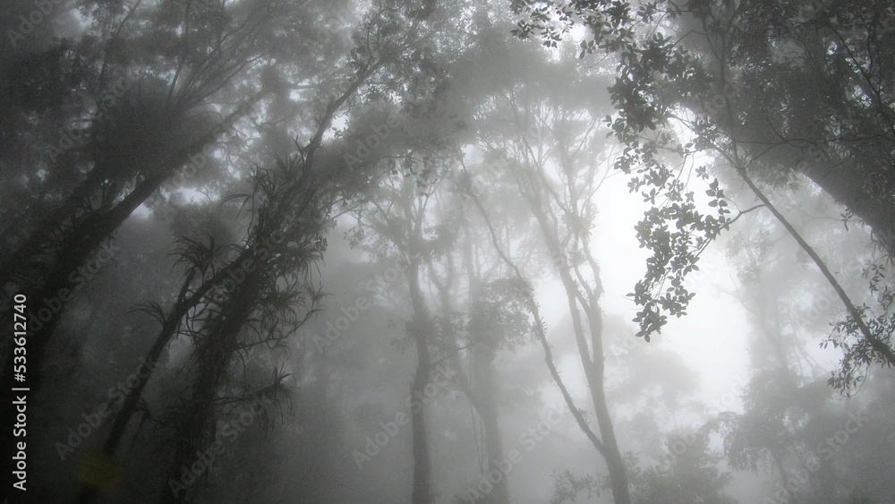 Obraz premium fog in the forest