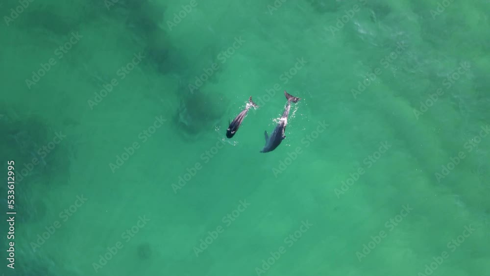 Mother dolphin teaching a Bottlenose calf to hunt for food in the ocean waters. Drone view Mother dolphin teaching a Bottlenose calf to hunt for food in the ocean waters. Drone view