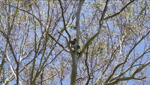 Iconic Australian native Koala Bear perched high up in a Gum tree asleep. Animal behaviour wild photo