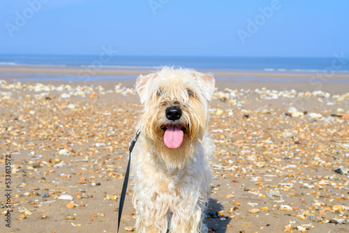 dog on the beach © lisa gray