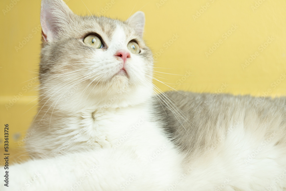 Cat with head tilted indoors. Cat is looking at camera. Portrait of a cat with yellow eyes.